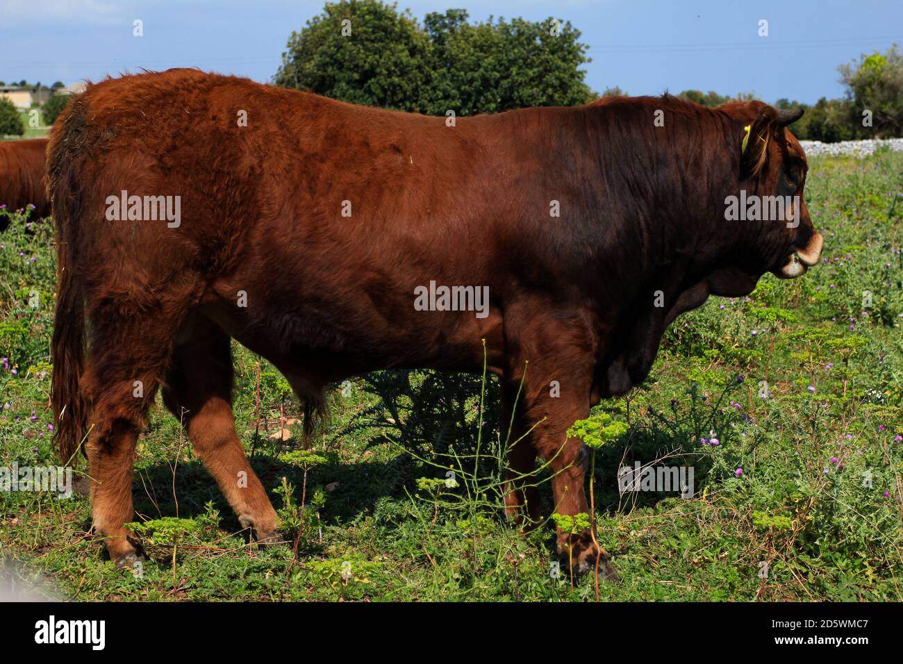 close up One Brown bull in the field Stock Photo