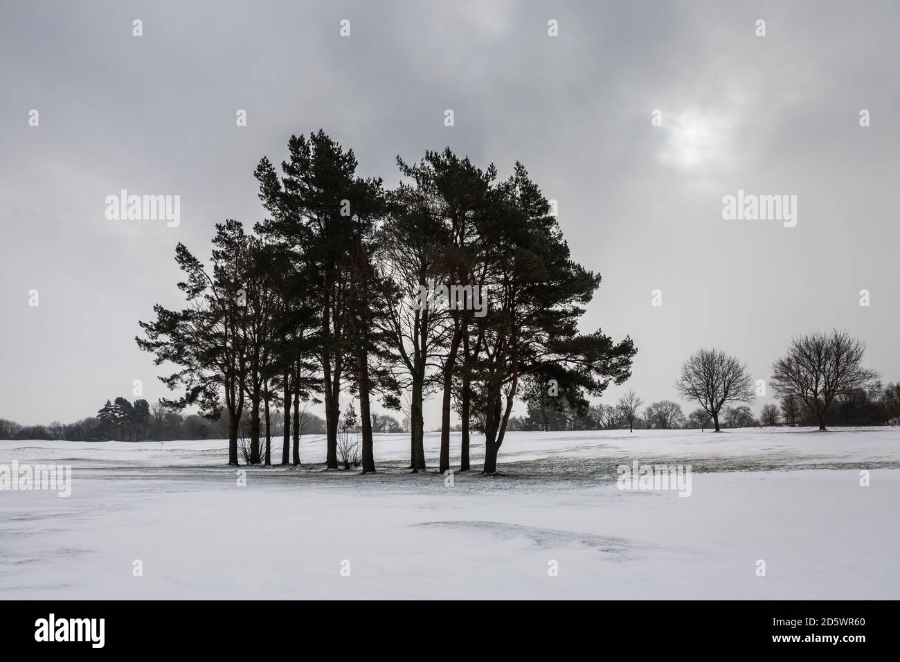 Winter landscape with pine trees Stock Photo