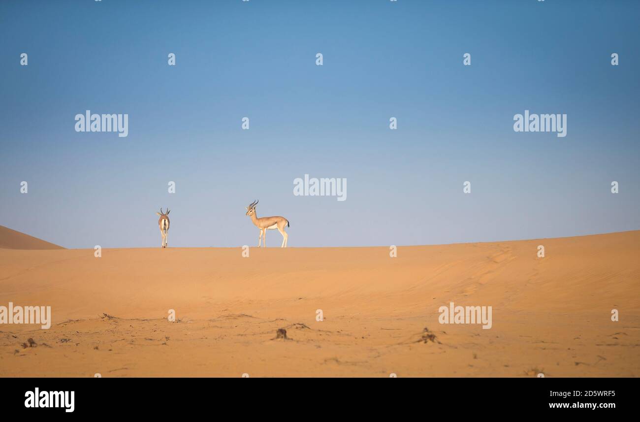 gazelles in a desert near Dubai Stock Photo - Alamy