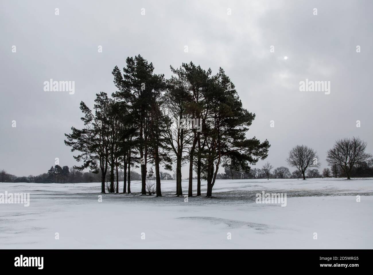 Winter landscape with pine trees Stock Photo