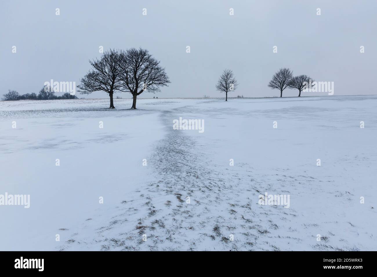 Trees on a flat snowy landscape in winter Stock Photo