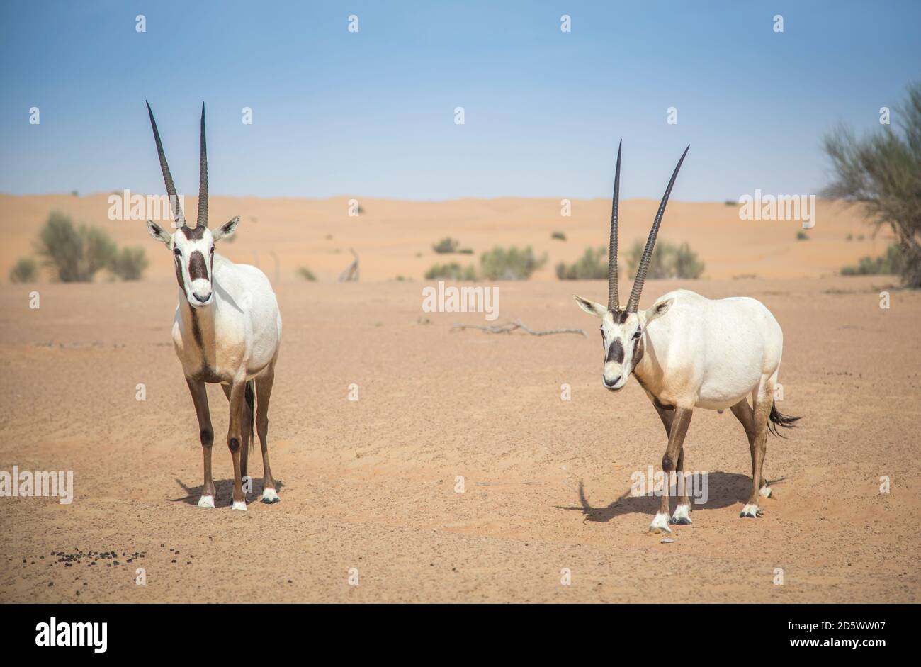 arabian oryx in a desert near Dubai Stock Photo - Alamy