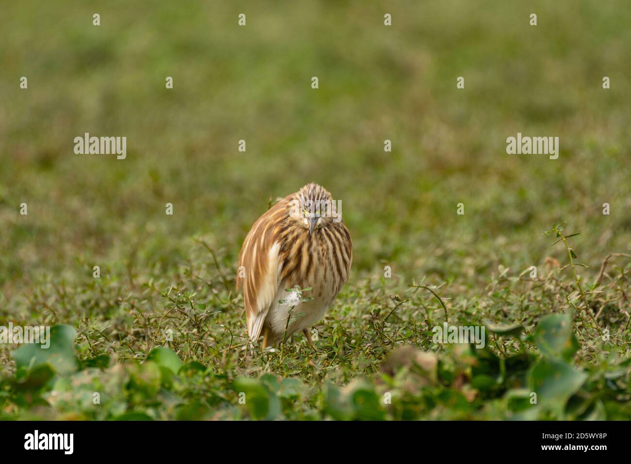 Birds Found In India Stock Photo - Alamy