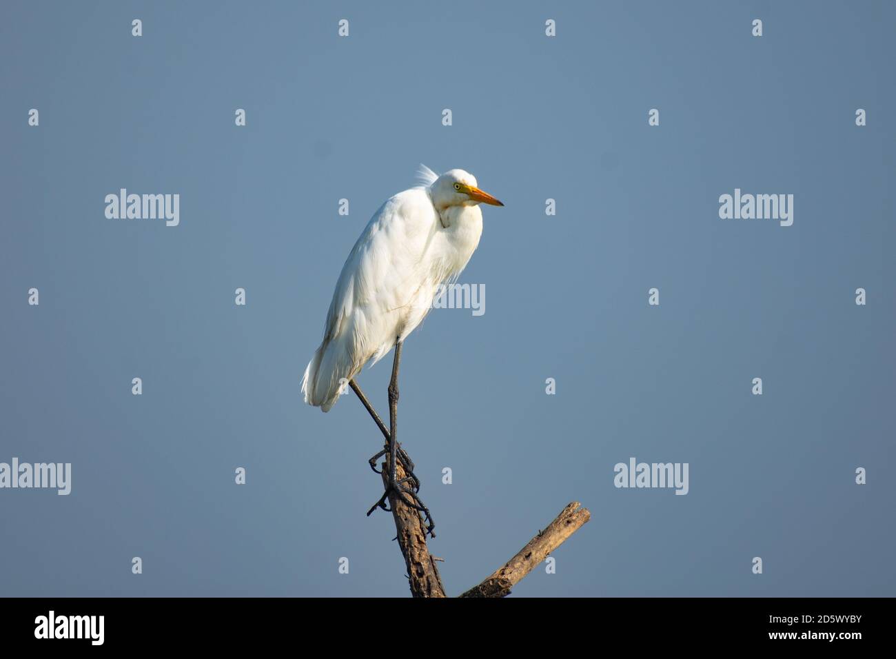 Birds Found In India Stock Photo - Alamy
