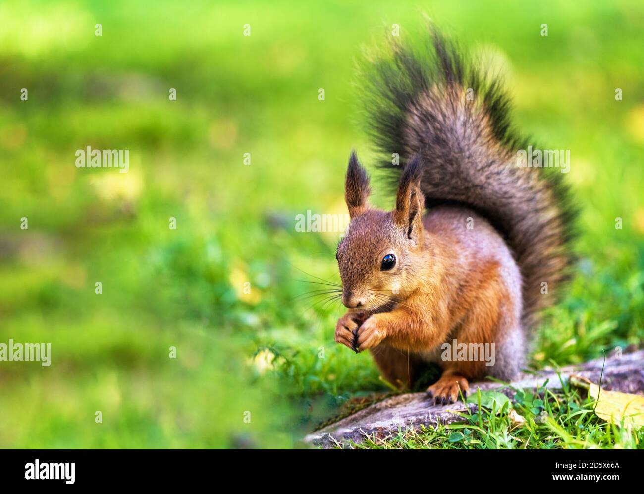 cute red squirrel sids on the grass and eats a nut Stock Photo