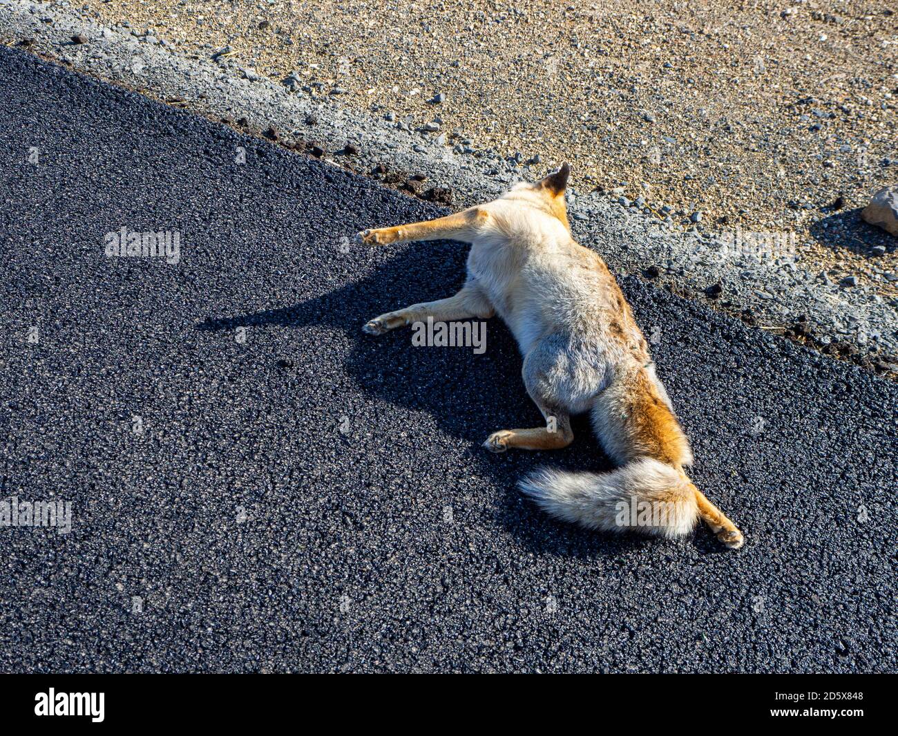 preventing animal slaughter, protecting animals, the fox killed by humans  lies on the roadside Stock Photo - Alamy