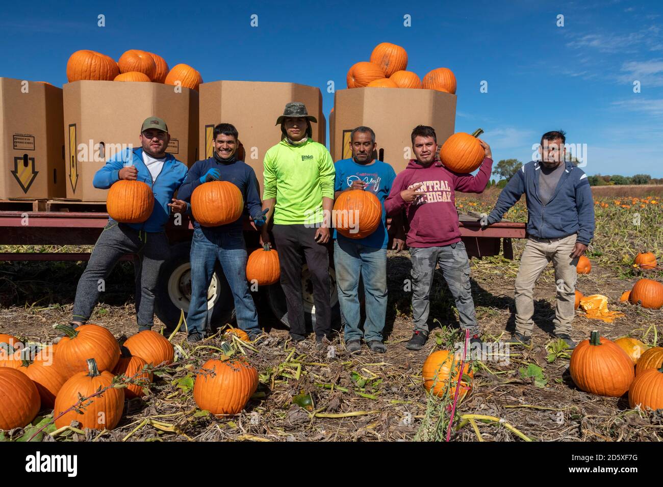 Blissfield, Michigan, USA. 13th Oct, 2020. An Hispanic crew harvests