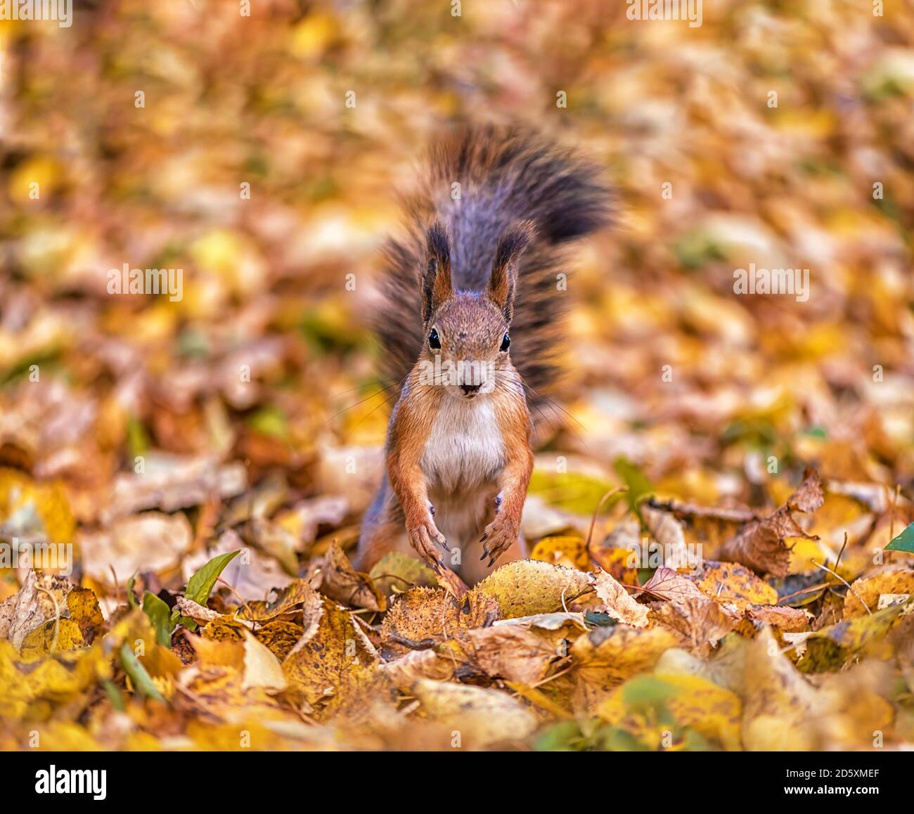 beautiful bright red squirrel among autumn leaves Stock Photo