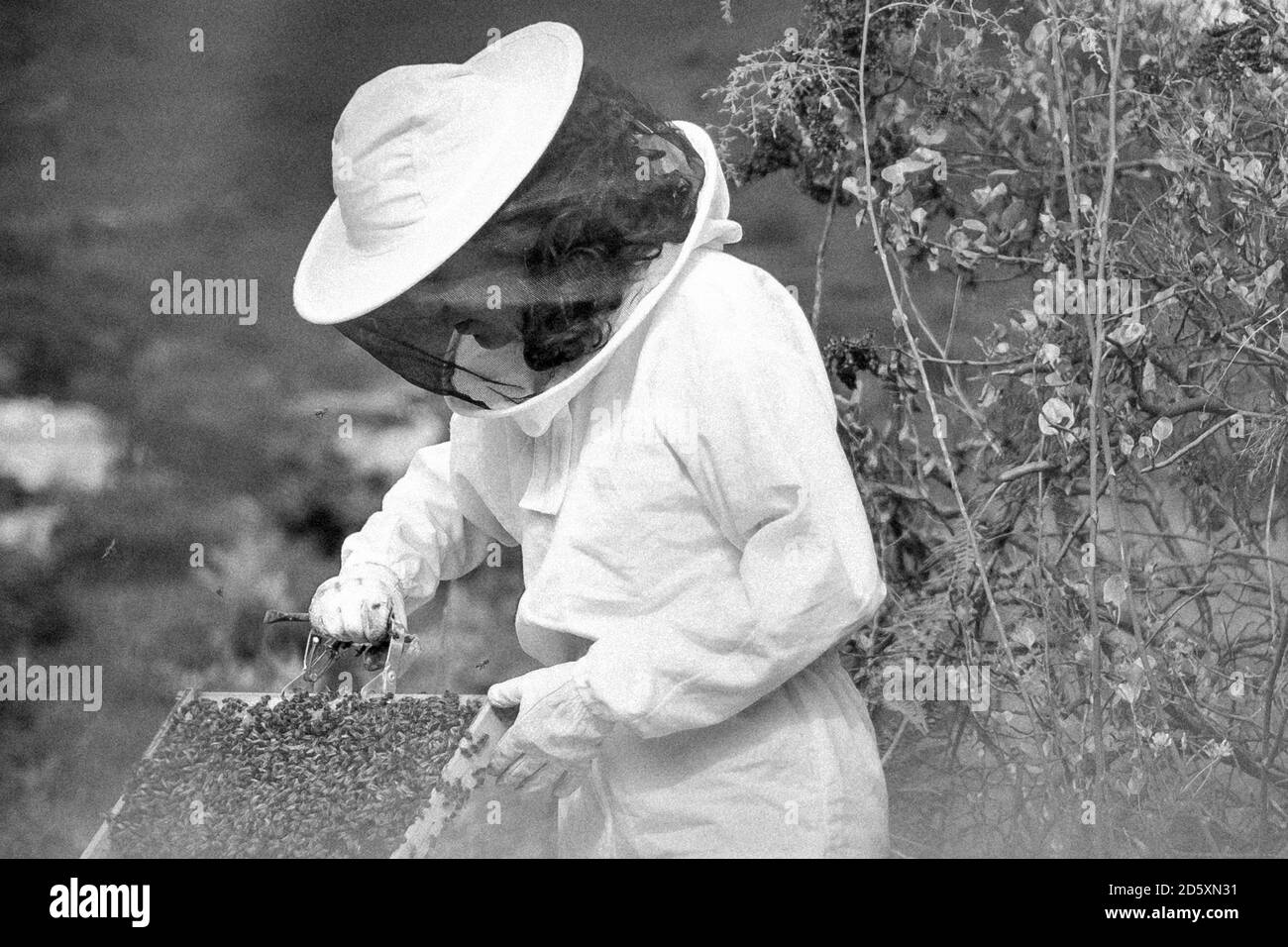 Young woman beekeeper at work in a nature Stock Photo