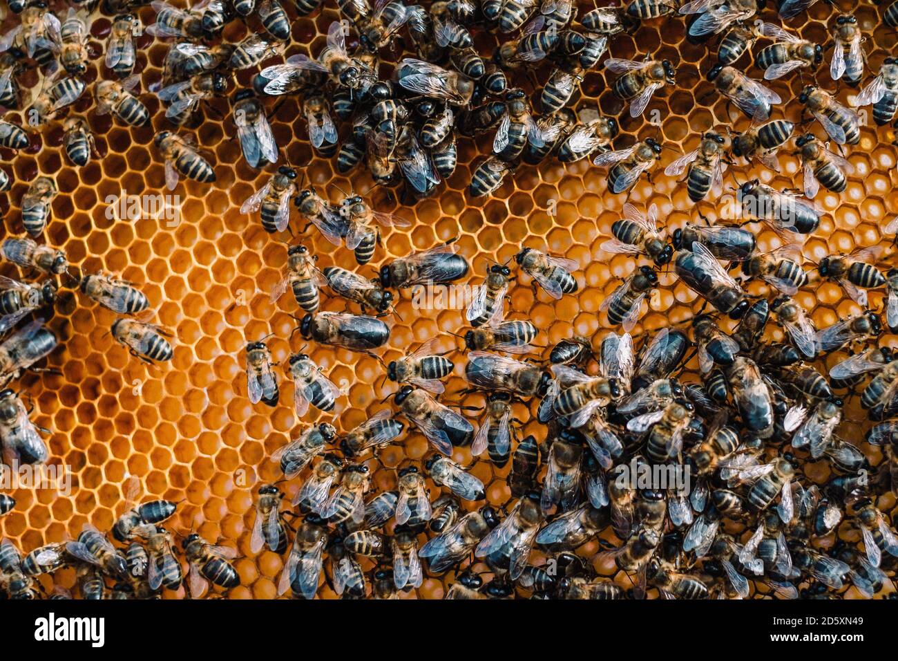 Bees at work in a nature Stock Photo - Alamy