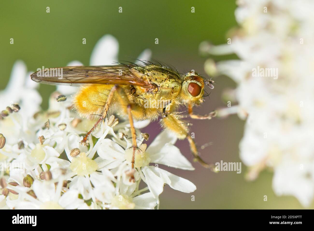 Fly species on a flowerhead, Cornwall, England, UK. Stock Photo