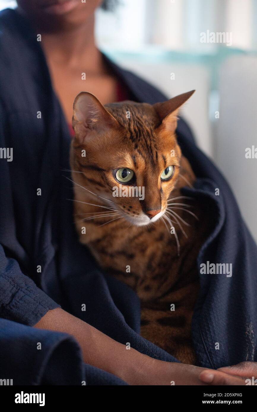 Bengal Cat in apartment Stock Photo Alamy