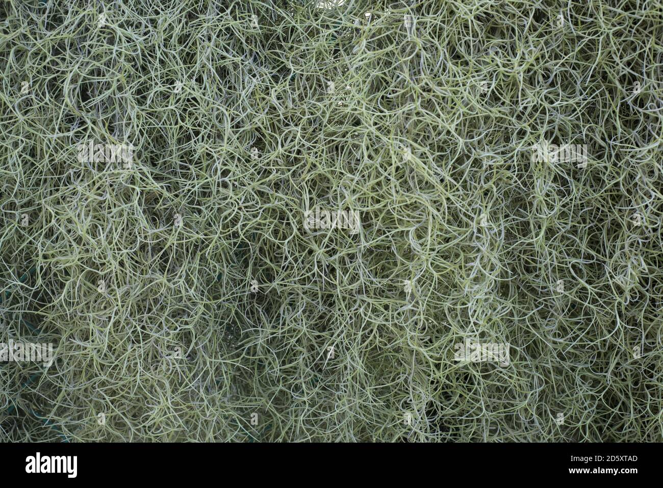Old Mans beard or Spanish moss Stock Photo Alamy