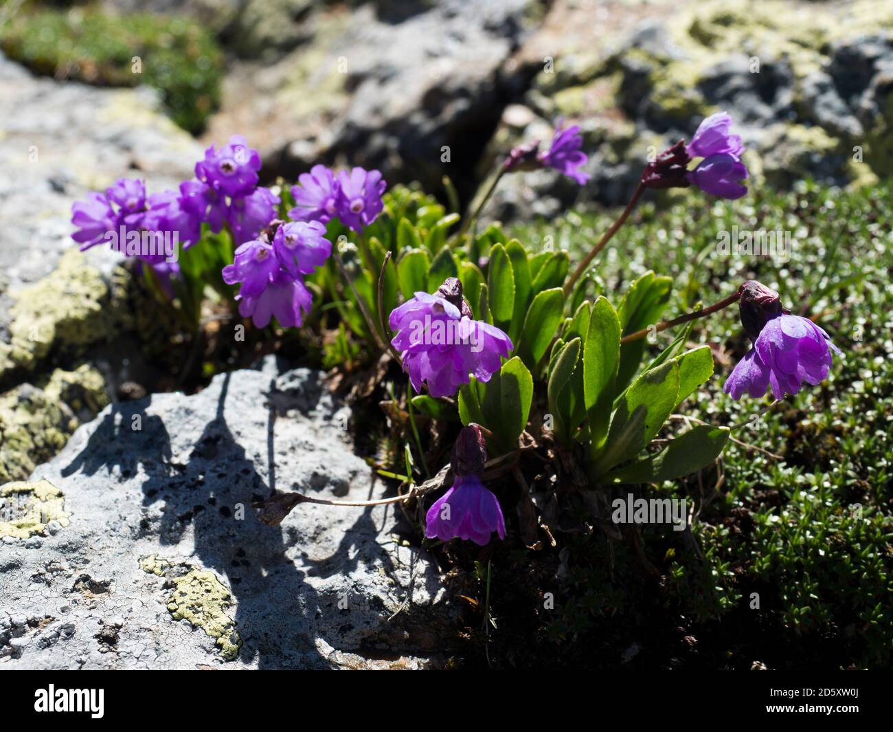 close up violet blooming Primula glutinosa plant, delicate alpine flower with green leaves on rocky background, selective focus Stock Photo