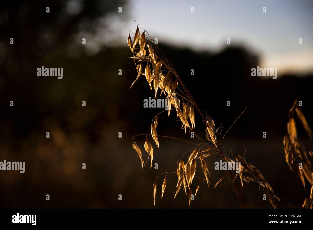 Wheat branch detail at sunset Stock Photo