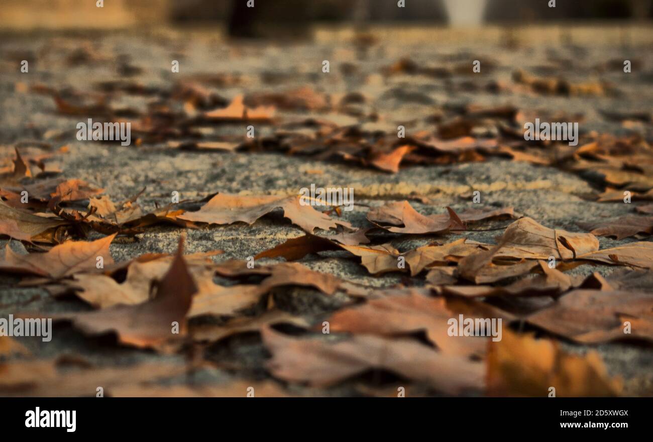 Autumn leaves fallen on the ground in Madrid Stock Photo - Alamy