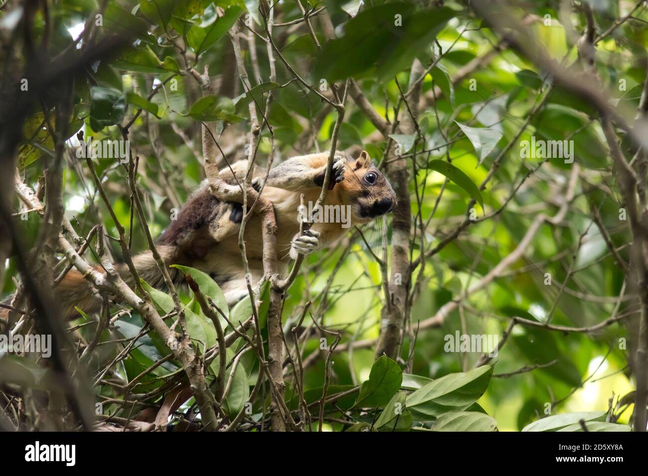 Malaysia, Borneo, Sepilok, cream-coloured giant squirrel perching on branch Stock Photo