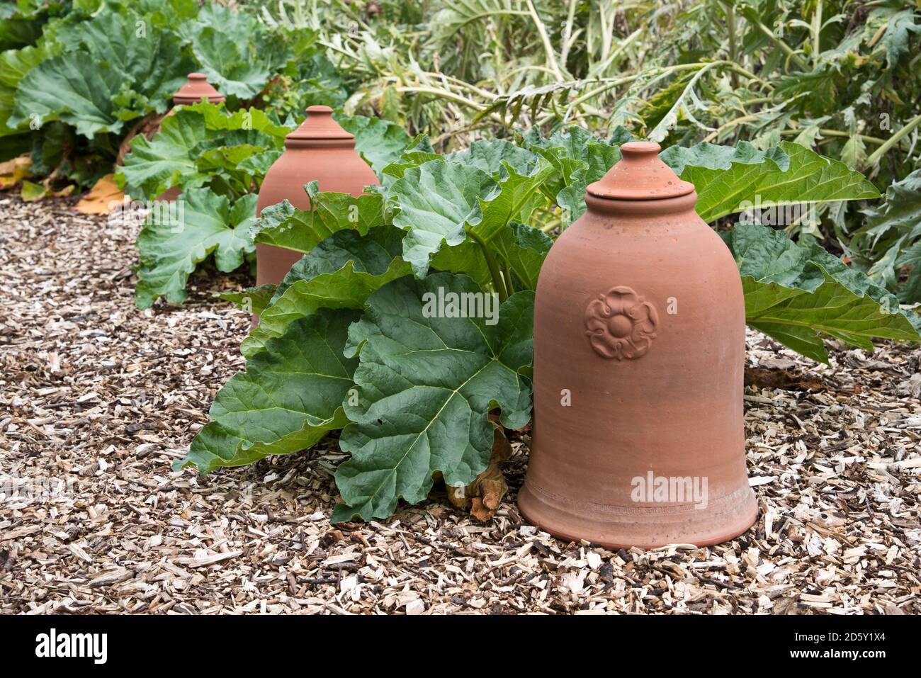 Terracotta rhubarb forcing pot in a bed of rhubarb. Stock Photo