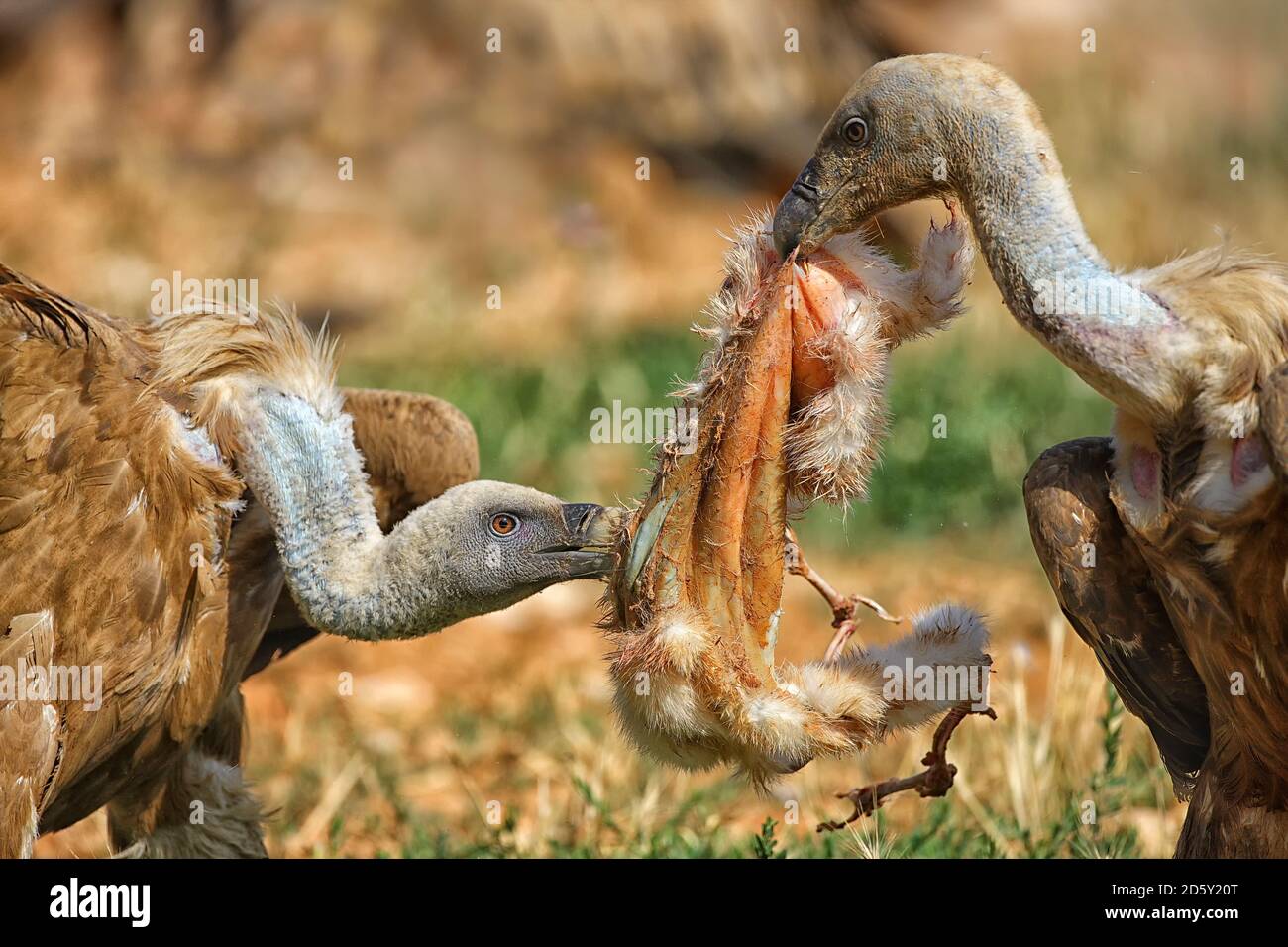 Mas de Bunyol, Griffon vultures eating Stock Photo