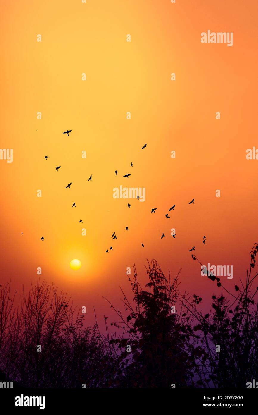 Silhouettes of birds flying in front of morning sky at sunrise Stock Photo