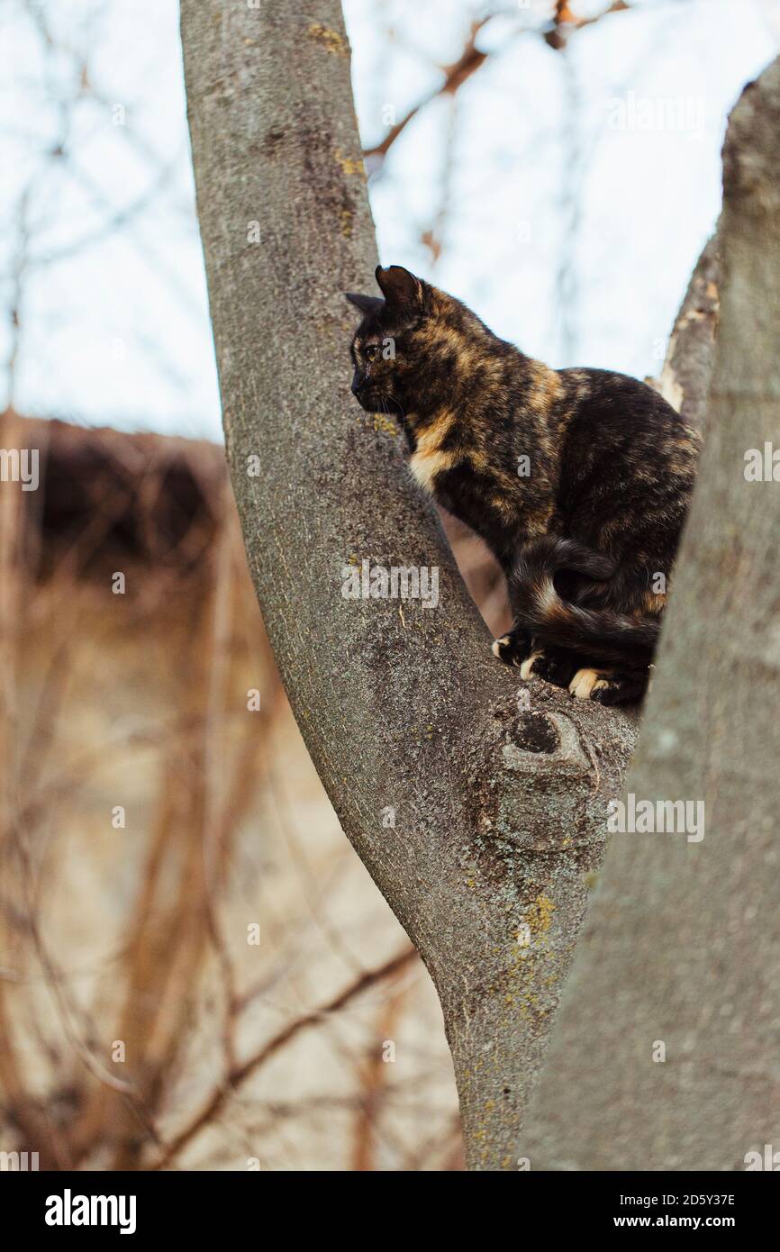 Tabby cat sits on tree trunk Stock Photo Alamy
