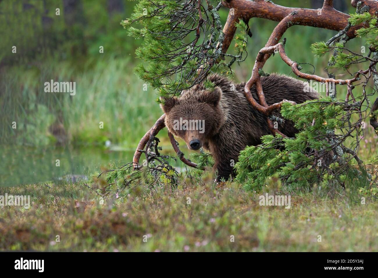 Finland, Kuhmo, brown bear Stock Photo
