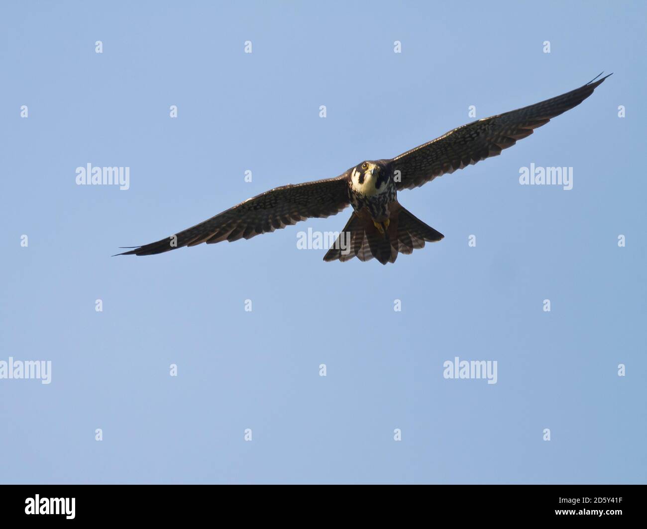 Eurasian hobby, Falco subbuteo, flying Stock Photo