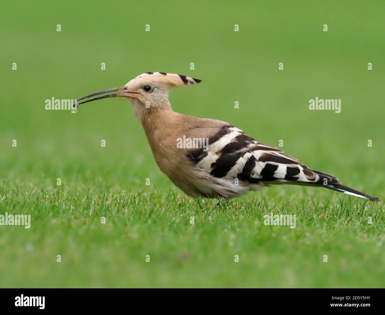 Hoopoe, Upupa epops, Single bird on grass, Collingham, Yorkshire, October 2020 Stock Photo Alamy
