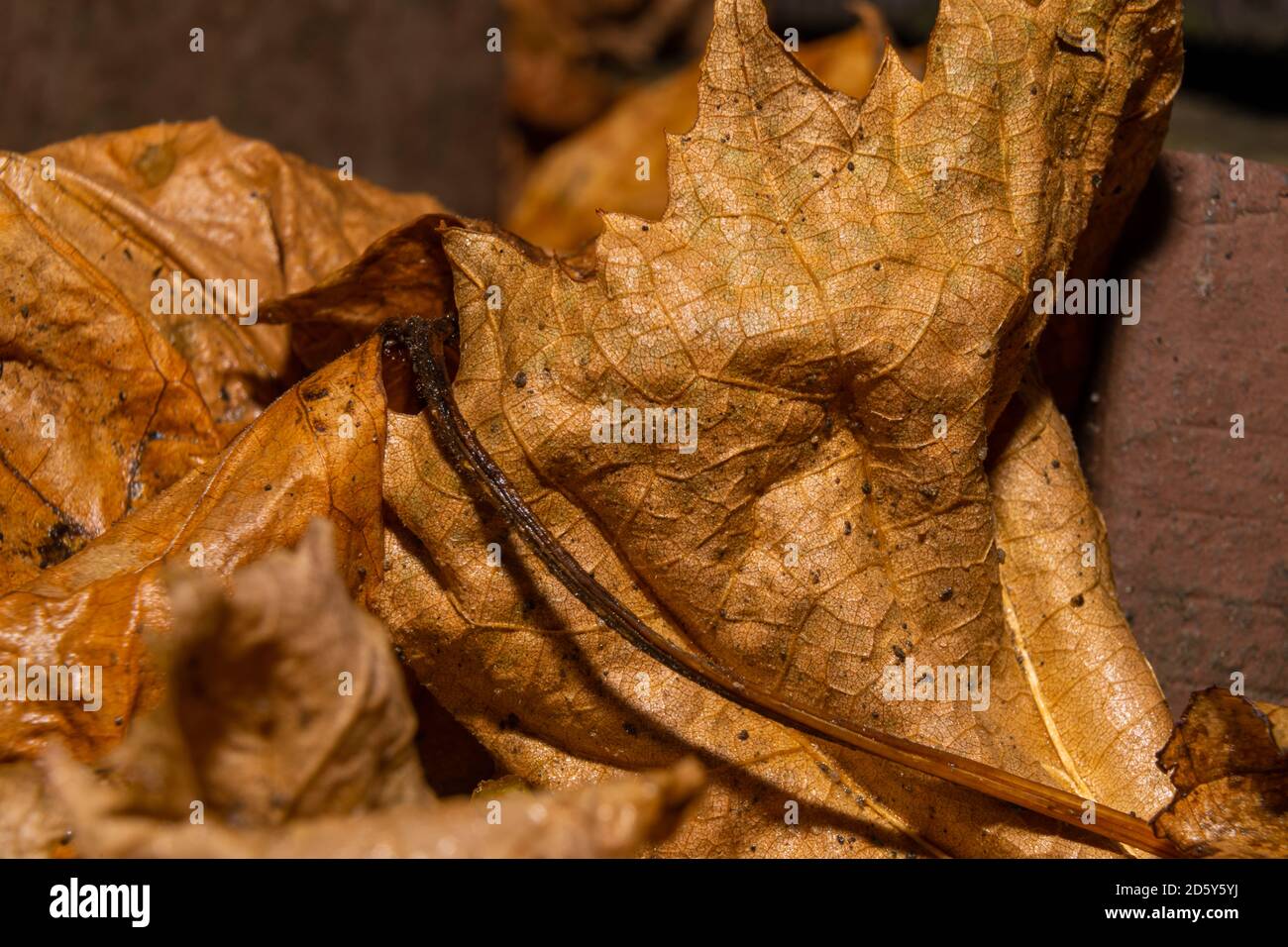 A closeup picture of autumn yellow leaves. Picture from Scania county, Sweden Stock Photo