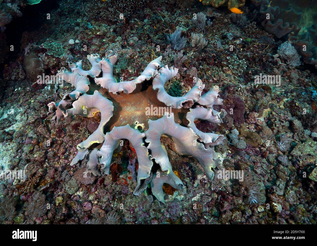 Indonesia, Bali, Nusa Lembongan, Finger leather coral, Lobophytum sp Stock Photo