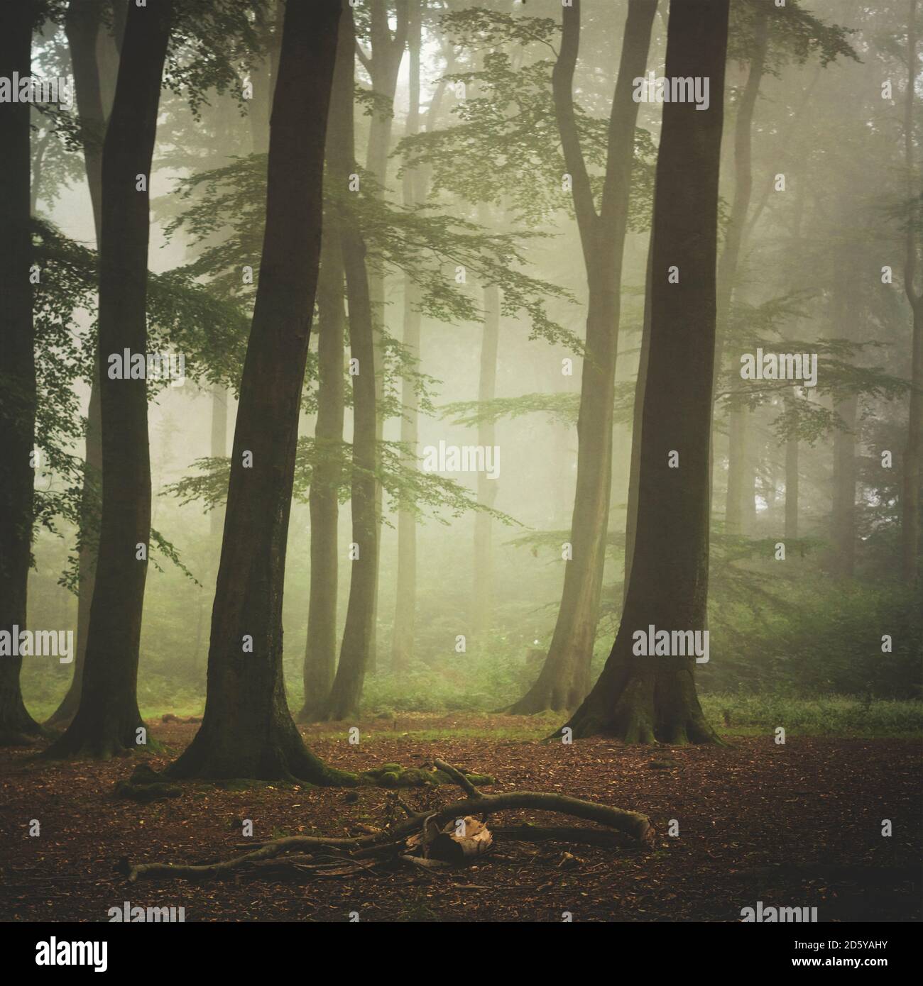 Beech forest at misty summer morning Stock Photo