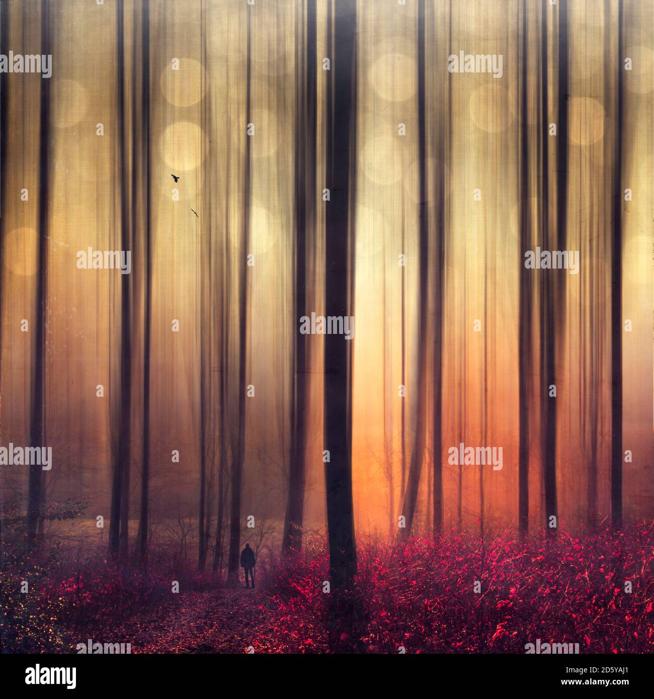 Autum forest, man and flying birds, digitally manipulated Stock Photo