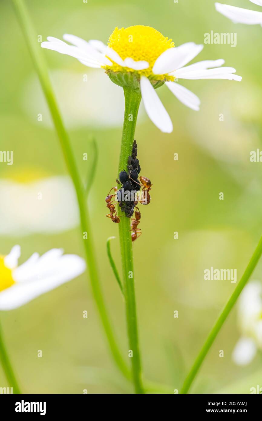 Chamomile flower with ants and lice Stock Photo Alamy