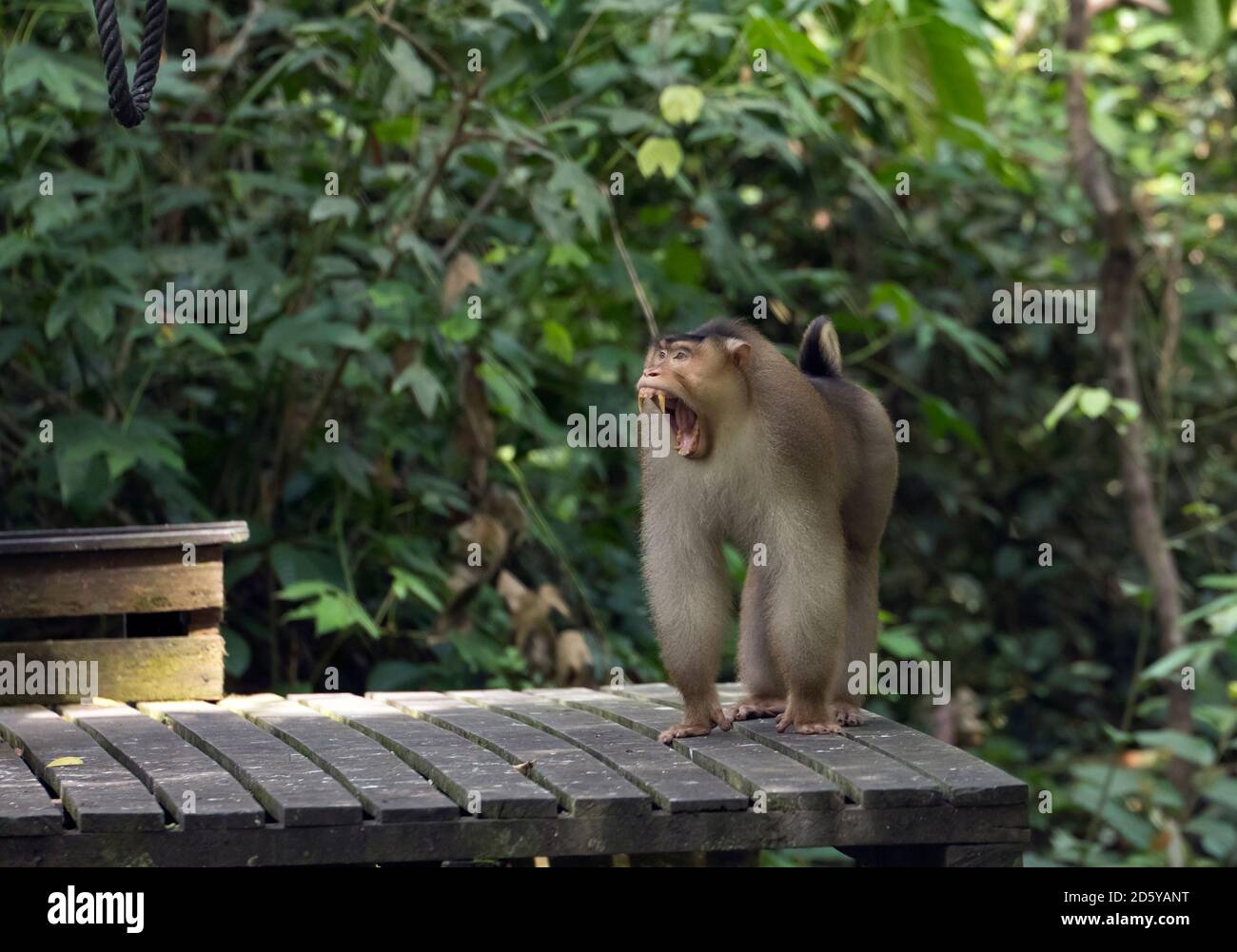 Malaysia, Borneo, Sepilok Orangutan Rehabilitation Centre, yawning Northern pig-tailed macaque Stock Photo