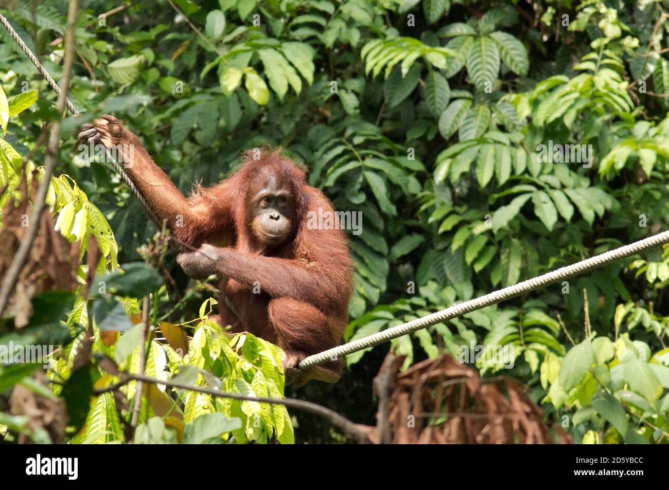 Malaysia, Borneo, Sabah, female Bornean orang-utan crouching on a rope Stock Photo