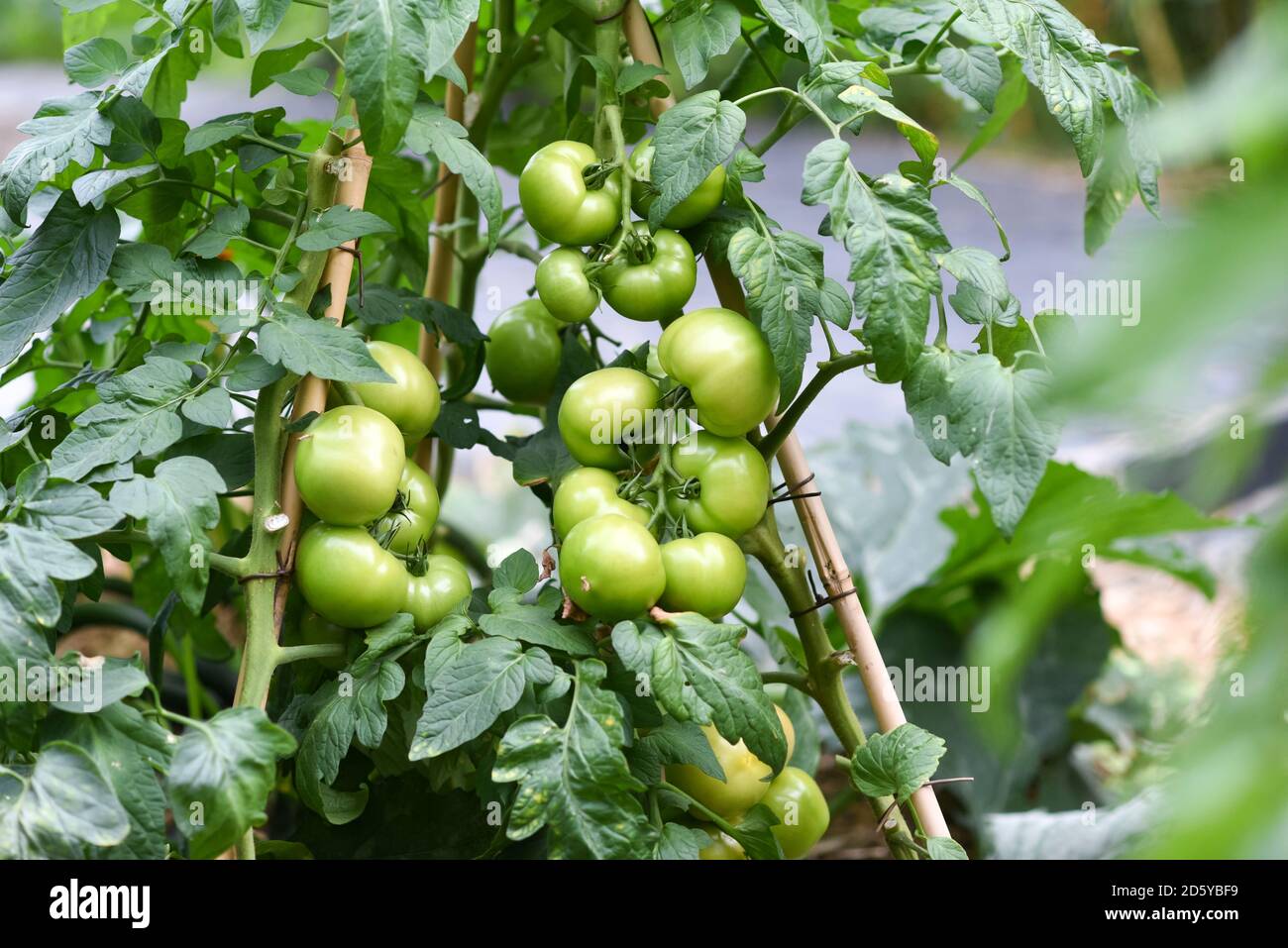 Tomatoes growing in a greenhouse in the garden Stock Photo Alamy
