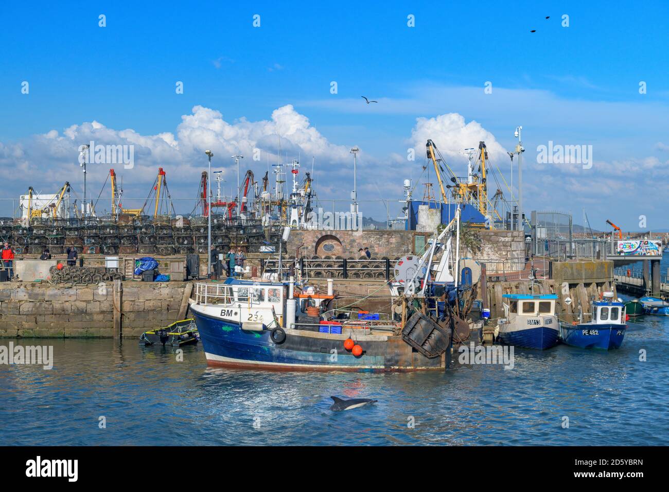 Wednesday 14th October 2020. Brixham, South Devon, England. On a beautiful sunny, but breezy afternoon in South Devon, a dolphin puts on a show for the late holidaymakers at the picturesque fishing town of Brixham. Credit: Terry Mathews/Alamy Live News Stock Photo
