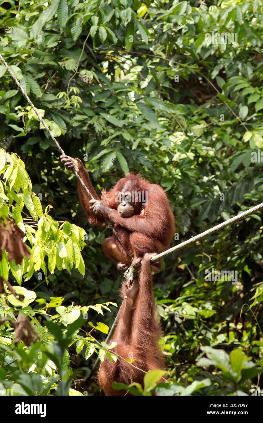 Malaysia, Borneo, Sabah, two Bornean orang-utans climbing on a rope Stock Photo