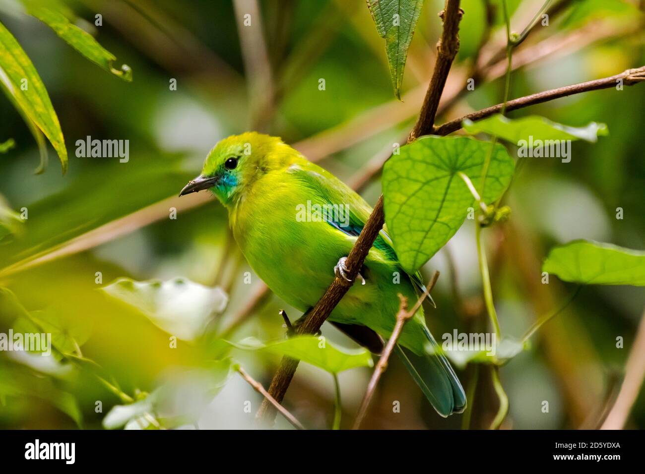 Thailand, Kaeng Krachan, female Blue-winged leafbird Stock Photo