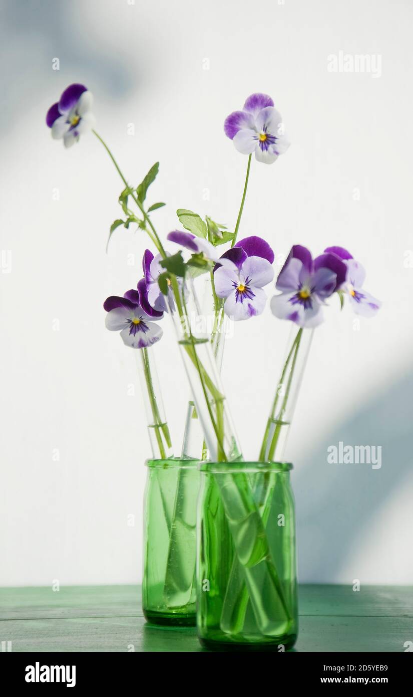 Horned violets standing in used glass tubes of vanila beans Stock Photo