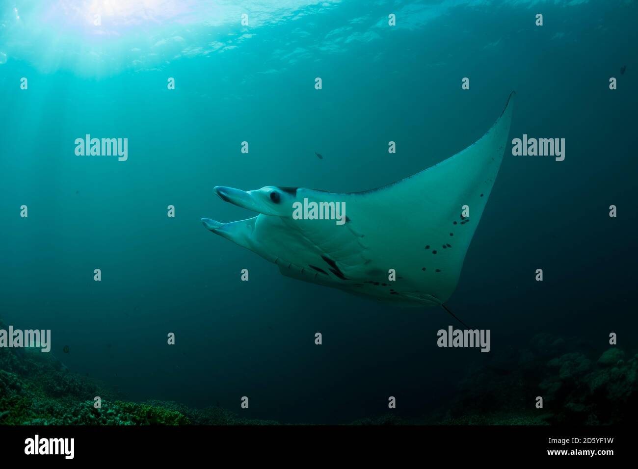 Oceania, Micronesia, Yap, Reef manta ray, Manta alfredi Stock Photo