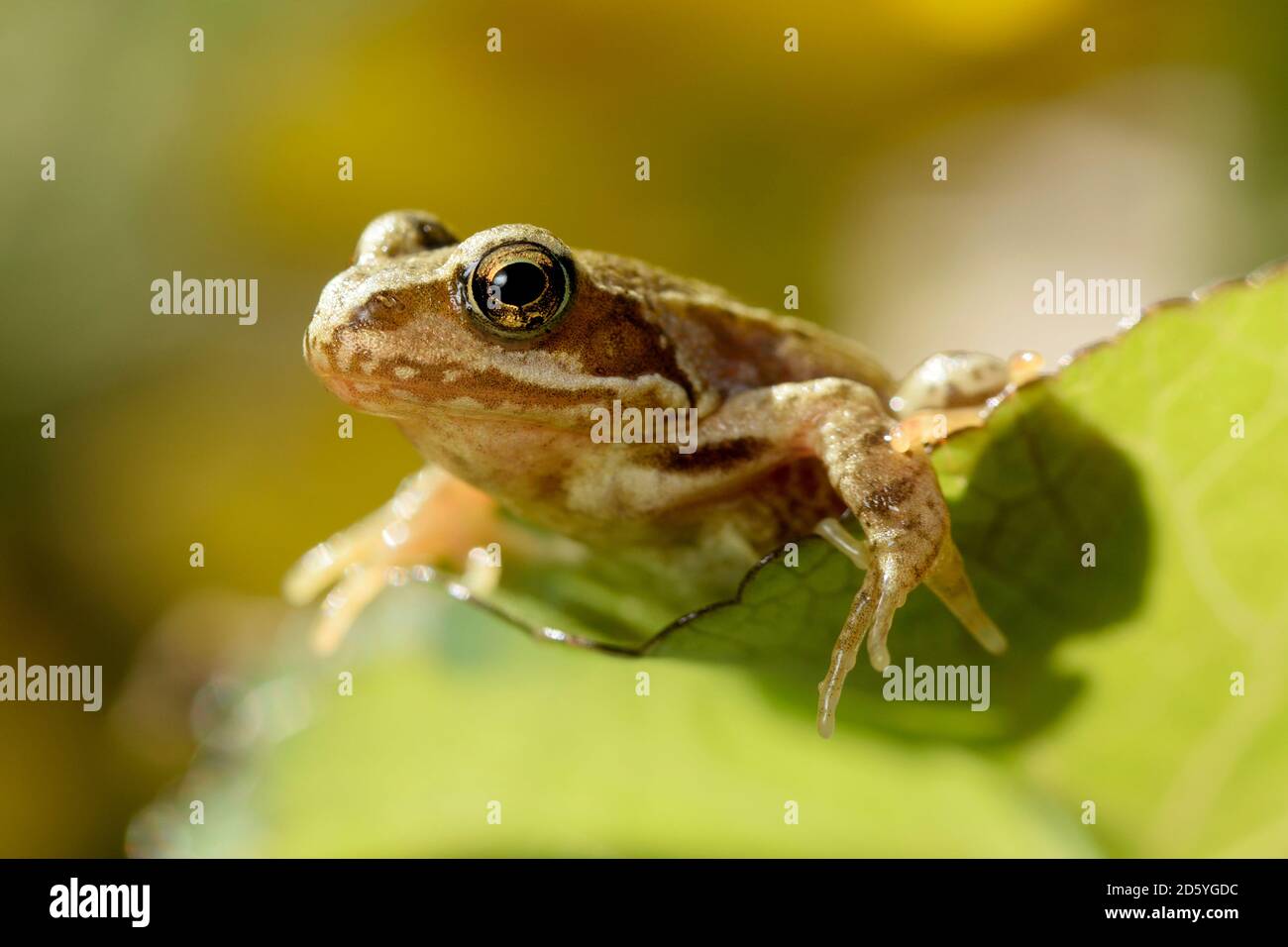Portrait of Common frog, Rana temporaria, sitting on a leaf Stock Photo