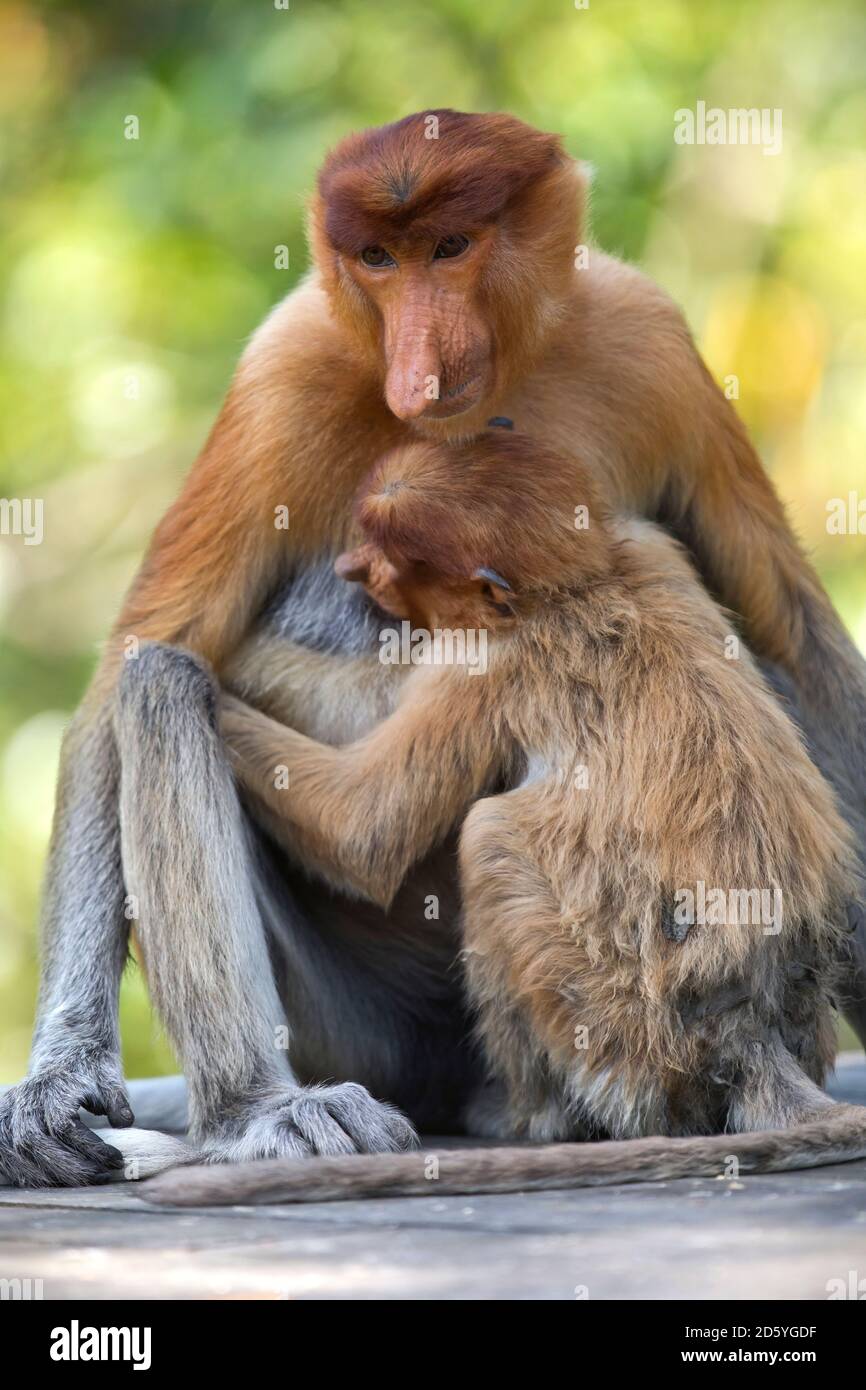 Borneo, Sabah, Proboscis Monkeys, Nasalis larvatus, mother and young animal, lactating Stock Photo