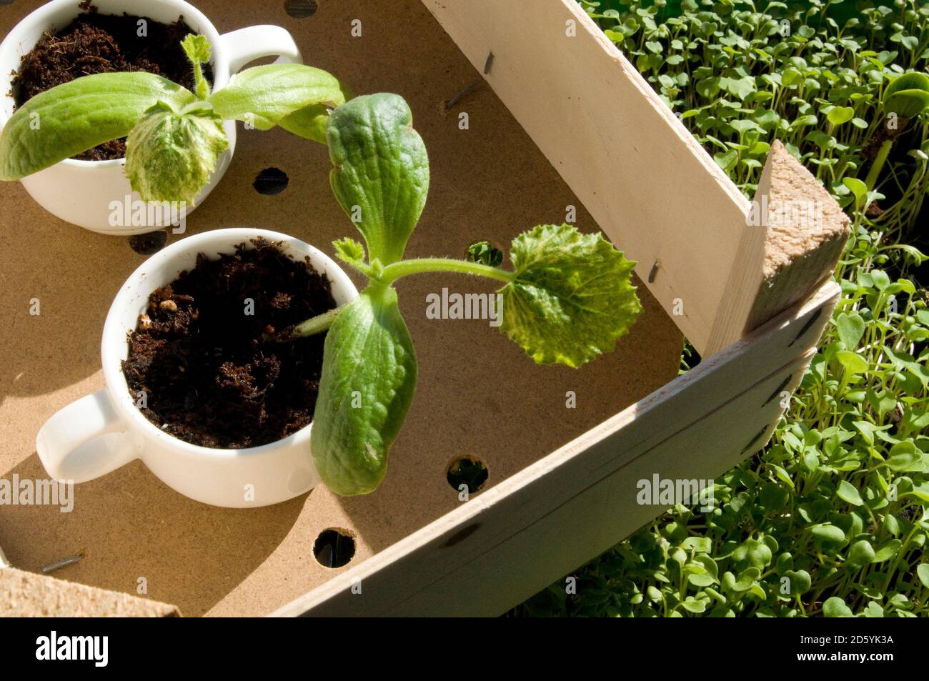 Old cups used as nursery pots for courgette plants Stock Photo