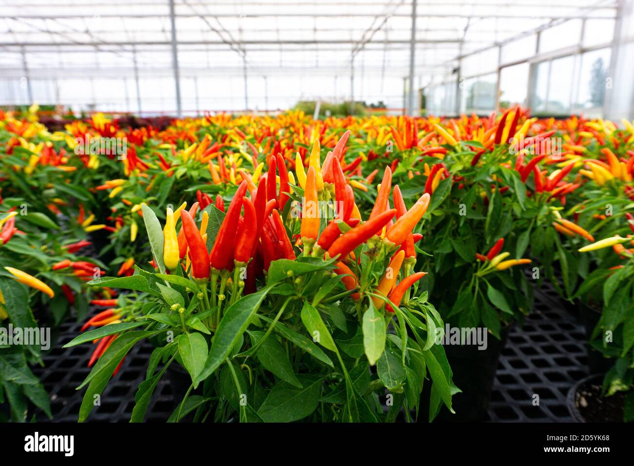 Rows of peppers in plant pots in a greenhouse or a plant nursery Stock