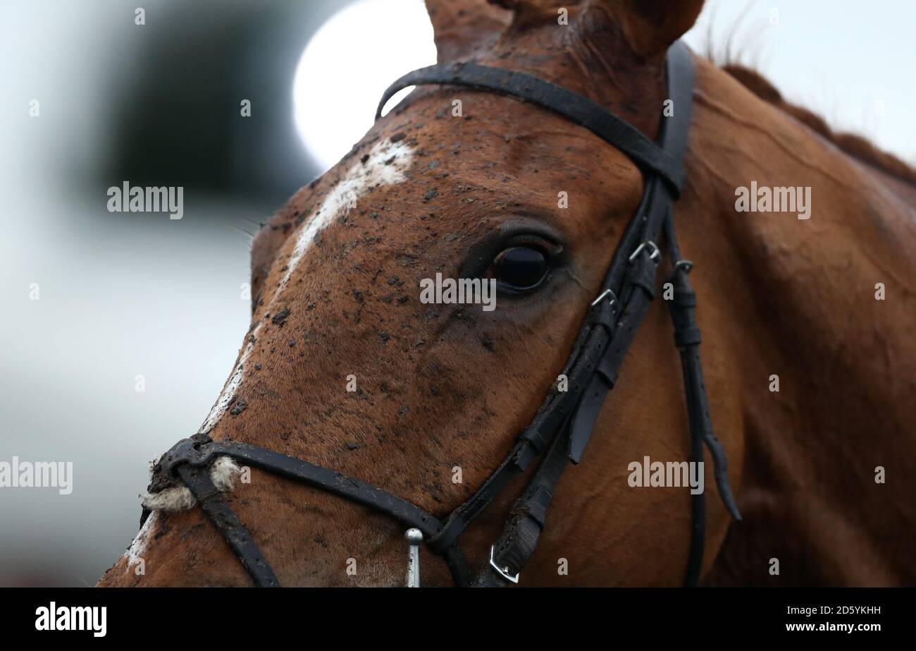 A horse in the winners enclosure during Gentlemen's Raceday at Warwick Racecourse Stock Photo