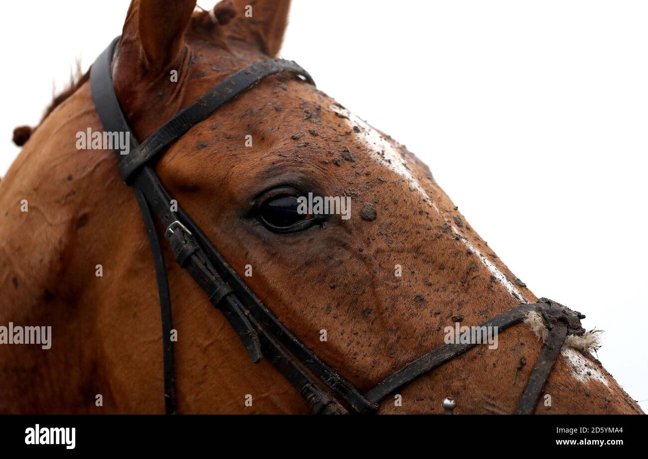 A horse in the winners enclosure during Gentlemen's Raceday at Warwick Racecourse Stock Photo