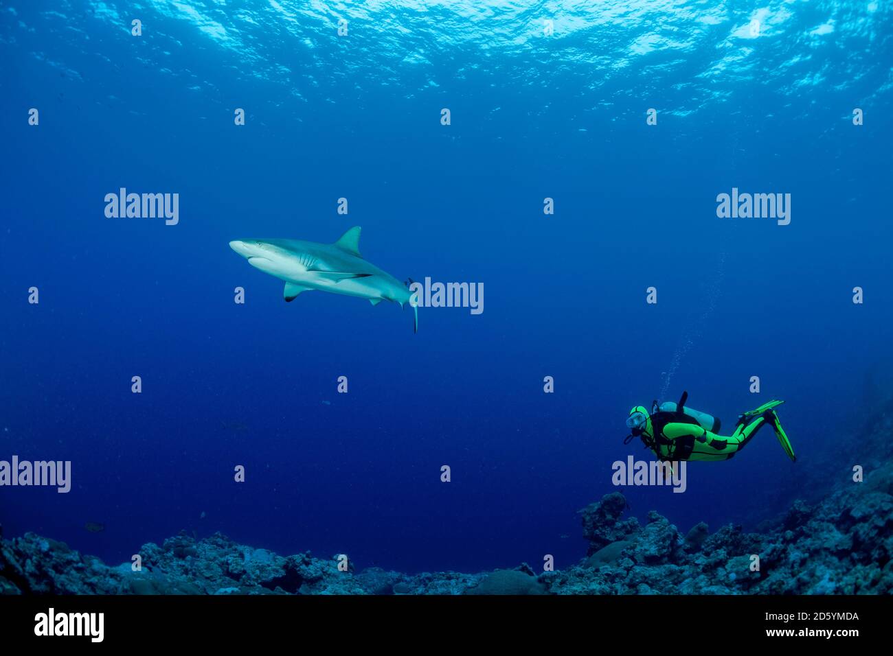 Oceania, Micronesia, Yap, Diver with grey reef sharks, Carcharhinus amblyrhynchos Stock Photo