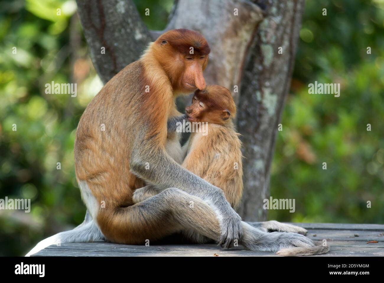 Borneo, Sabah, Proboscis Monkeys, Nasalis larvatus, mother and young animal sitting on wood, lactating Stock Photo