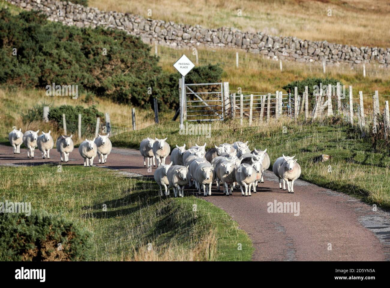 Flock of Sheep Making Their Way Along a Narrow Road with a Passing Place Sign on the Coigach Peninsula, Wester, Ross, Northwest Highlands of Scotland Stock Photo